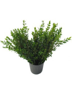 Myrtle / Mini Myrtle