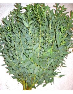 Eucalyptus Parvafolia 5 / 10 / 15 / 20  bunches 2