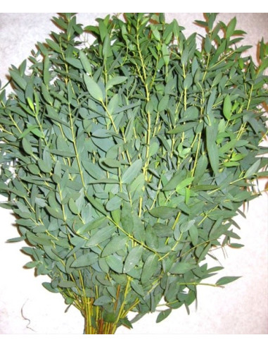 Eucalyptus Parvafolia Eucalyptus Parvafolia