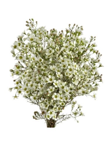 Waxflower Hybrid White Waxflower Hybrid White
