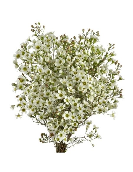 Waxflower Hybrid White