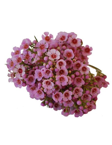 Waxflower Hybrid Pink