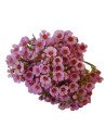 Waxflower Hybrid Pink
