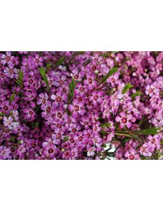 Waxflower Purple