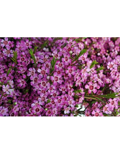 Waxflower Purple Pride 5 / 10 Bunches for wholesale by Florasource