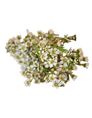 Waxflower Hybrid White