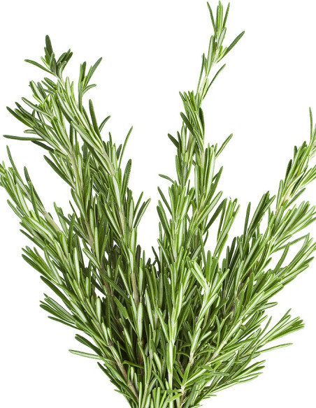 Rosemary 5 / 10 / 15 / 20  bunches