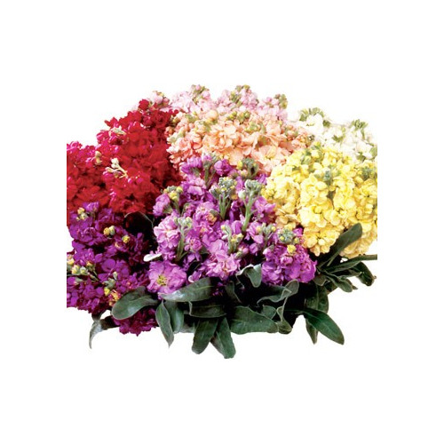 Stock Assorted 50 stems