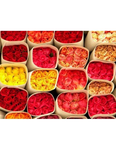Assorted Roses 100 stems Growers Assortment