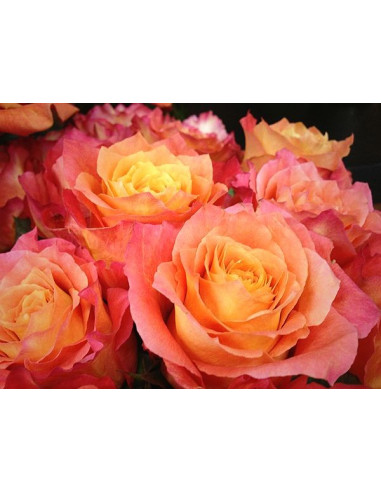 Free Spirit Roses 125 stems and other Purchase Wholesale bellevue roses. Free Returns & Net 60 Terms on Faire trending on Faire.