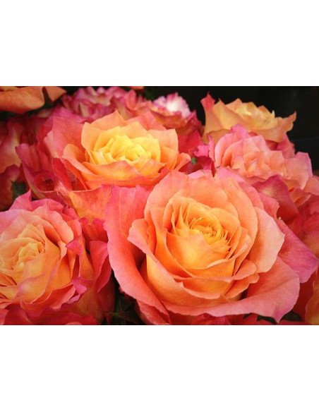 Free Spirit Roses 125 stems