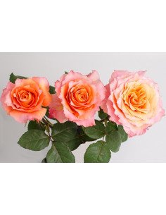 Free Spirit Roses 125 stems 2
