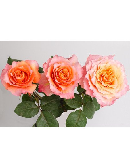 Free Spirit Roses 125 stems