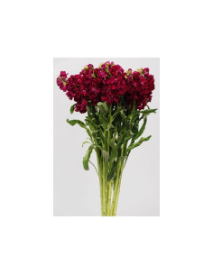 Stock Burgundy