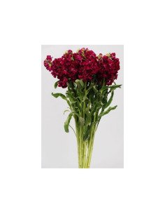 Stock Burgundy