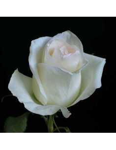 Inocencia White Rose 100 stems