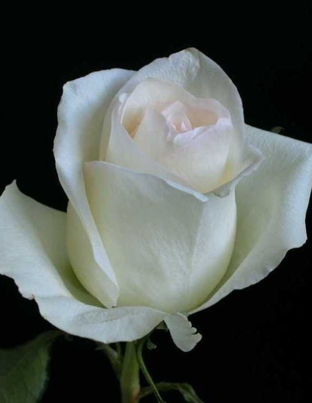 Inocencia White Rose 100 stems