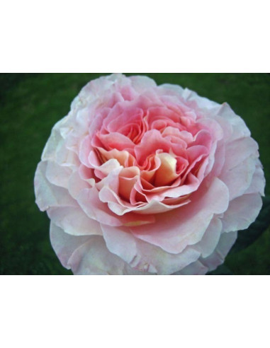 Garden Rose Augusta Louise | Peach‑Pink Garden Roses Wholesale