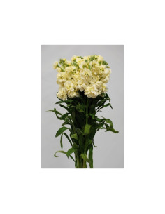 Stock Cream