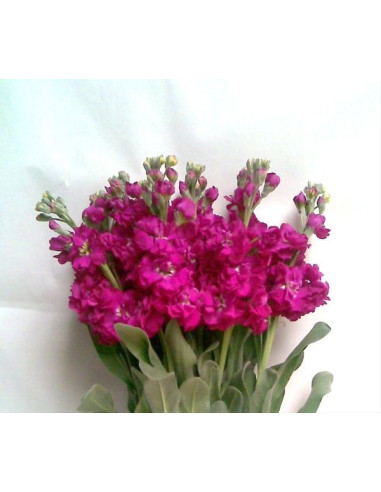Stock Fuschia