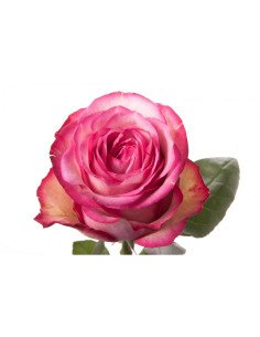 Carousel Pink Roses | Vibrant Medium‑Pink Wholesale Roses