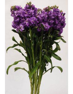 Stock Lavender