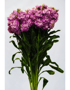 Stock Rose Pink