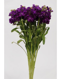 Stock Royal Purple