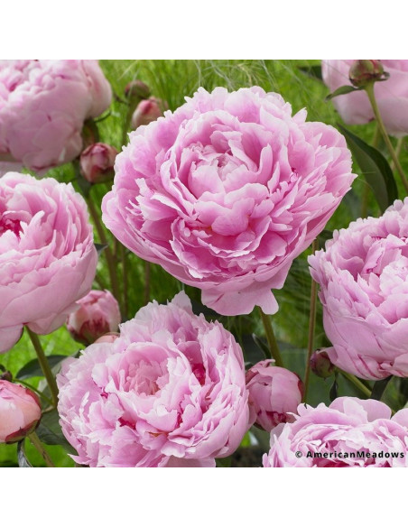 Sarah Bernhardt Peonies