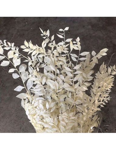 Italian Ruscus Bleached 10 Bunches