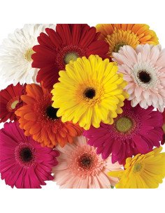 Gerbera Daisy By the Bunch