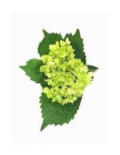 Hydrangea Mini Green 60 Stems 2