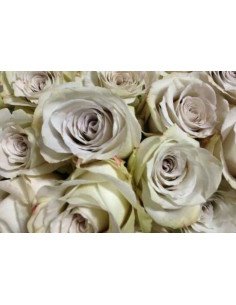 Earl Grey Lavender Rose / 125 Stems