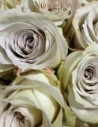 Earl Grey Lavender Rose / 125 Stems