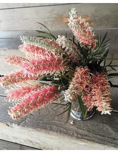 Grevillea Flowers 5 / 10 / 15 / 20  Bunches 2