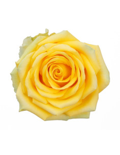 High and Exotic Yellow Rose