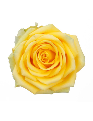 High and Exotic Yellow Rose