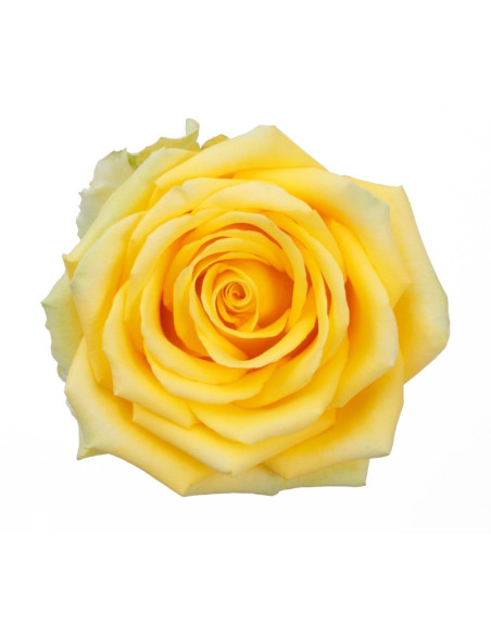 High and Exotic Yellow Rose