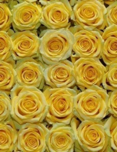 High and Exotic Yellow Rose