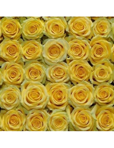 High and Exotic Yellow Rose