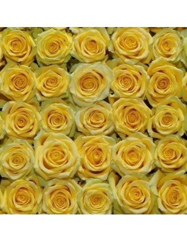 High and Exotic Yellow Rose High and Exotic Yellow Rose