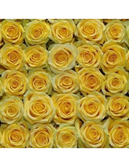High and Exotic Yellow Rose