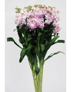 Stock Sweetheart Pink