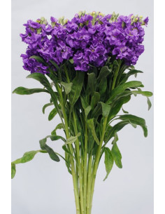 Stock Violet