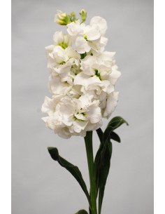 Stock White