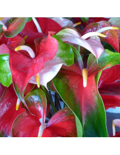 Anthurium Designer Mix Assorted