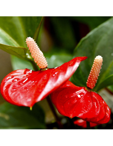 Antherium Red