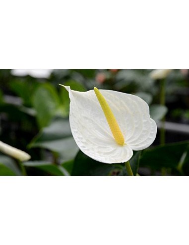 Antherium White Antherium White