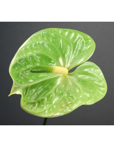Anthurium Green