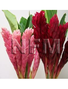 Red and Pink Ginger 20 / 40 Stems 2